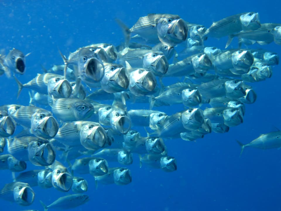 Strand Mövenpick Resort El Quseir