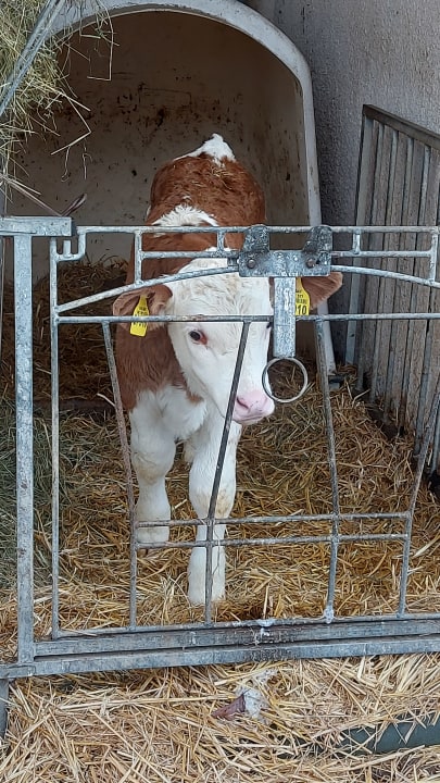 Sonstiges Ferienwohnungen Stöcklhof