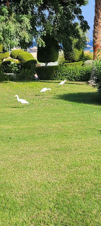 Ausblick Wadi Lahmy Azur Resort