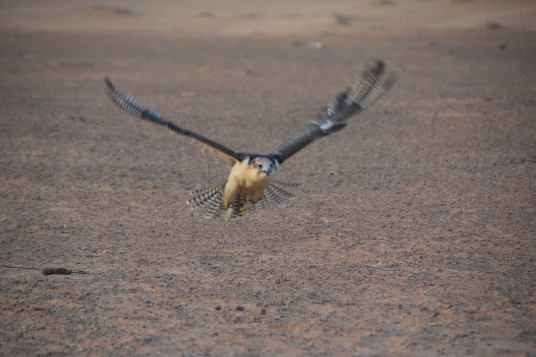 Sport & Freizeit Al Maha, A Luxury Collection Desert Resort & Spa