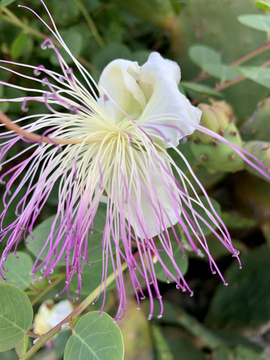 Gartenanlage Hotel Kalithea Horizon Royal