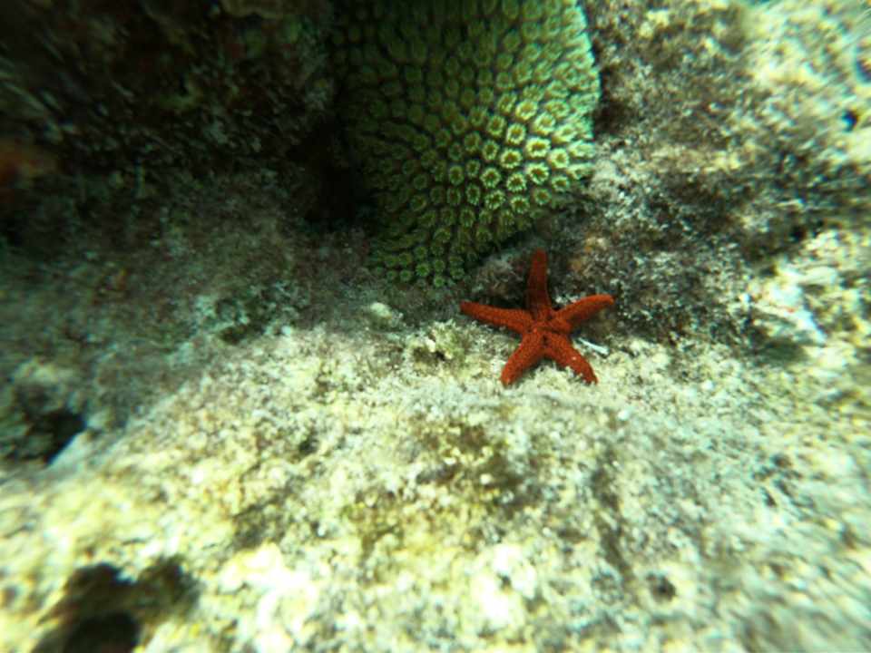 Strand NH Maldives Kuda Rah Resort