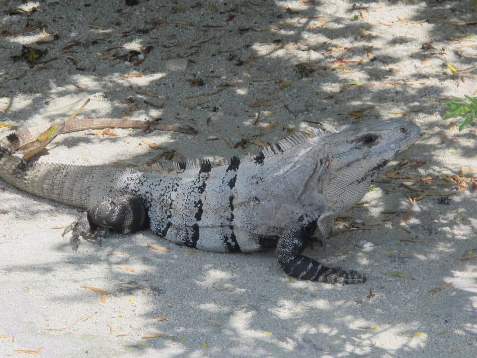 Tägöiche Begleiter Grand Sirenis Riviera Maya Resort & Spa