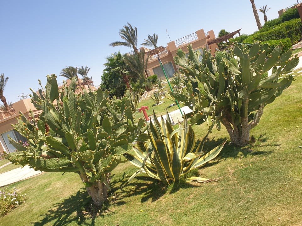 Gartenanlage Shams Prestige Abu Soma-Adults Only