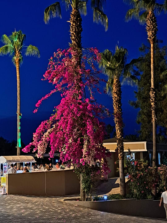 Gartenanlage Club Sidelya Hotel