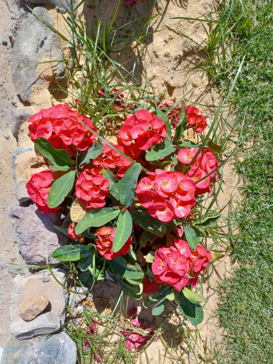 Gartenanlage MG Alexander The Great Hotel