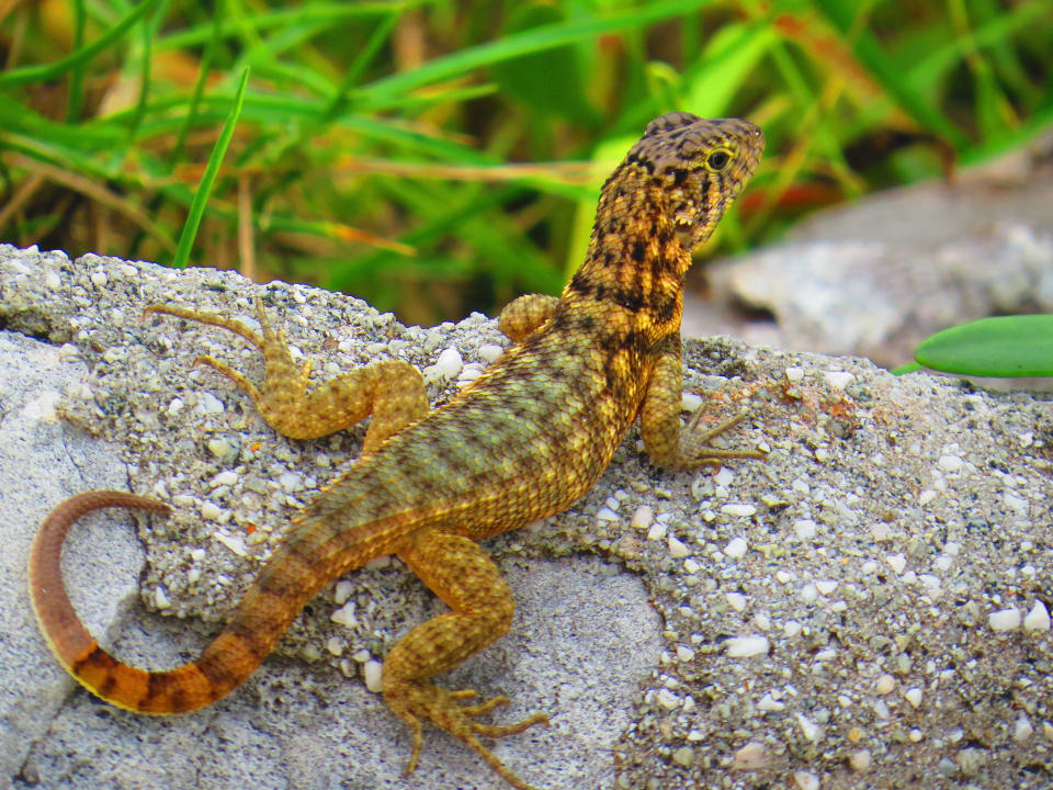 Echse Sol Rio De Luna y Mares