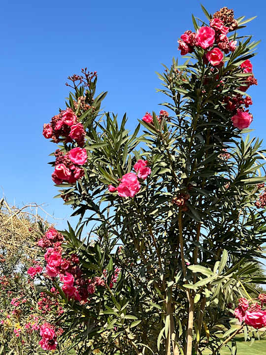 Gartenanlage Steigenberger ALDAU Beach Hotel