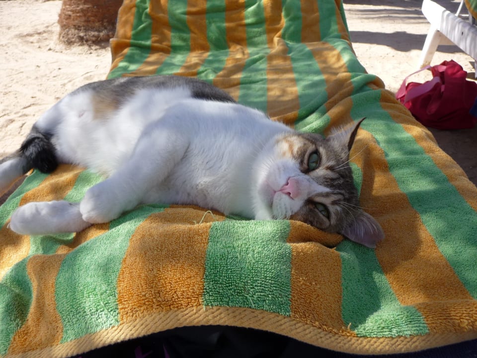 Strand Giftun Azur Resort