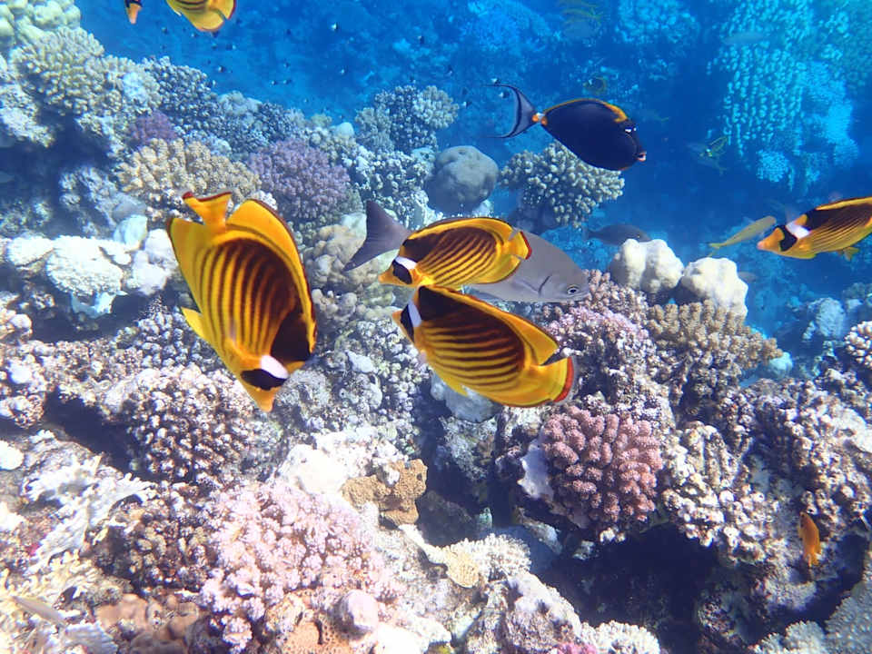 Sport & Freizeit Three Corners Happy Life Beach Resort