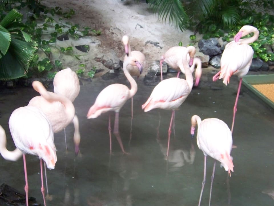 Die Tierwelt im Regenwald Tropical Islands Resort