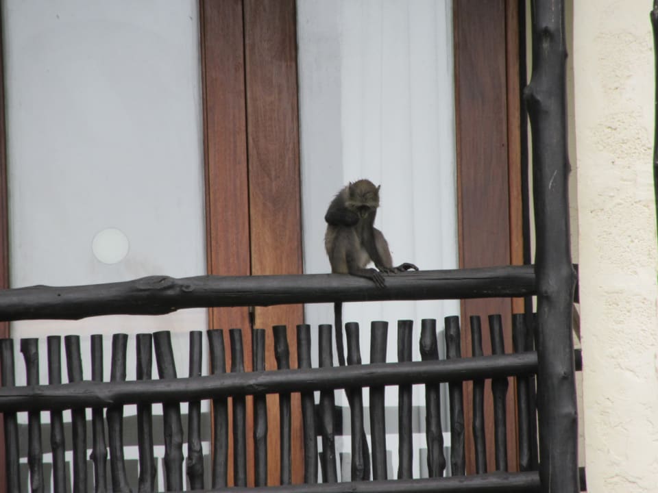 Gartenanlage Baobab Beach Resort & Spa