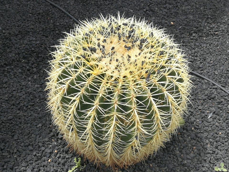 Gartenanlage allsun App.-Hotel Esquinzo Beach