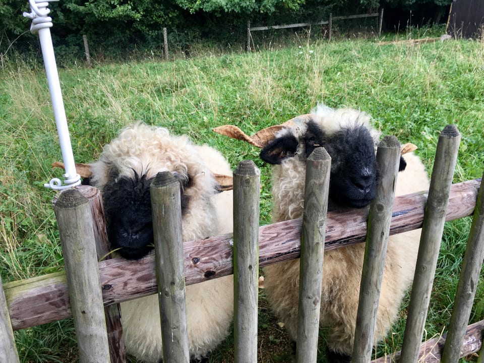 Sonstiges Ferienhof Grieshof