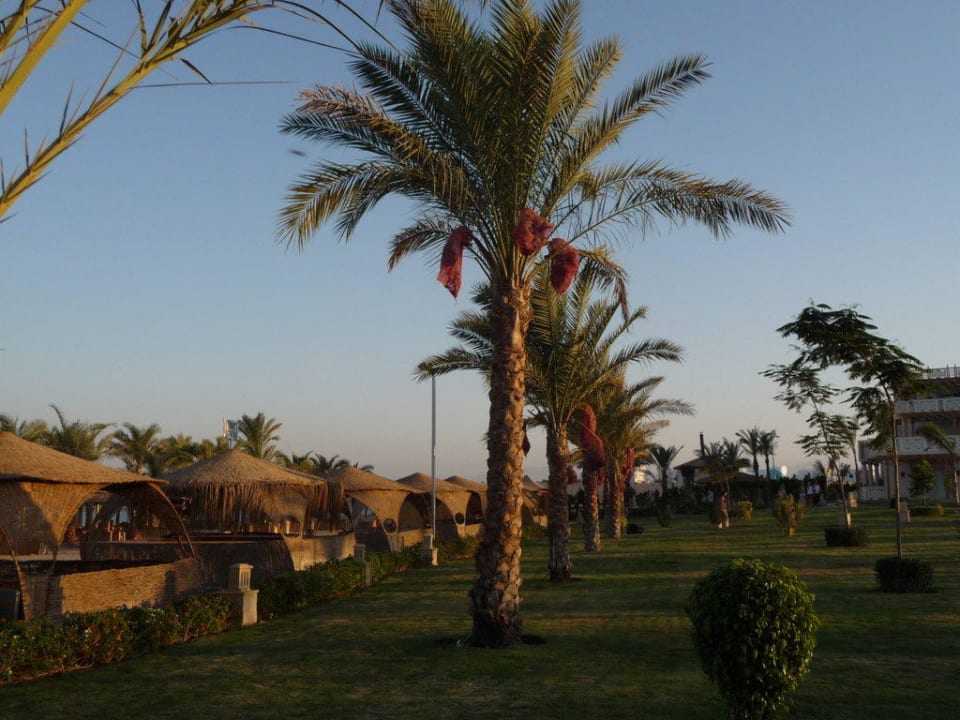 Palmen am Strand Pickalbatros Palace Resort