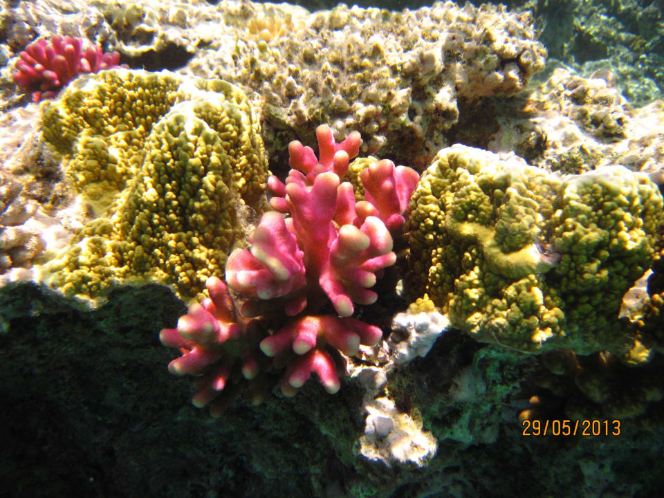 5 year old child made the photo at snorkeling. Swisstouch Oriental Resort Marsa Alam