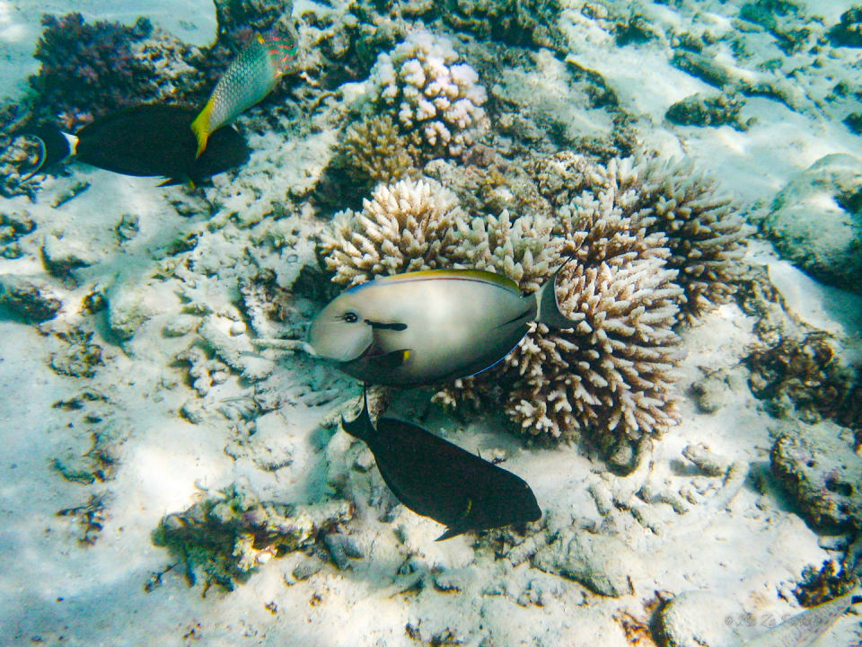 Sport & Freizeit Summer Island Maldives