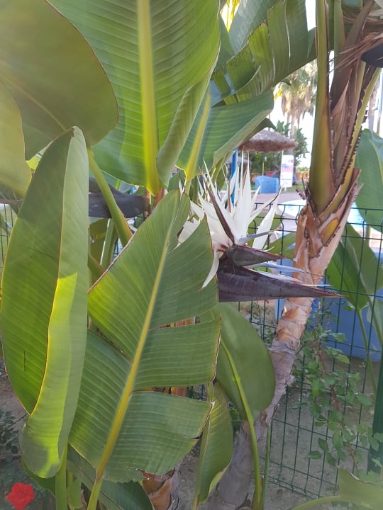 Gartenanlage Bakour Oh Nice Costa del Sol