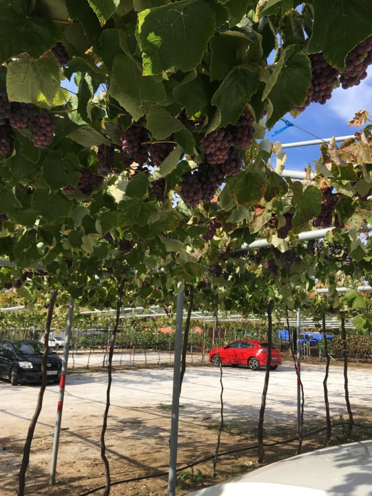 Sonstiges Alexandra Beach Resort & Spa