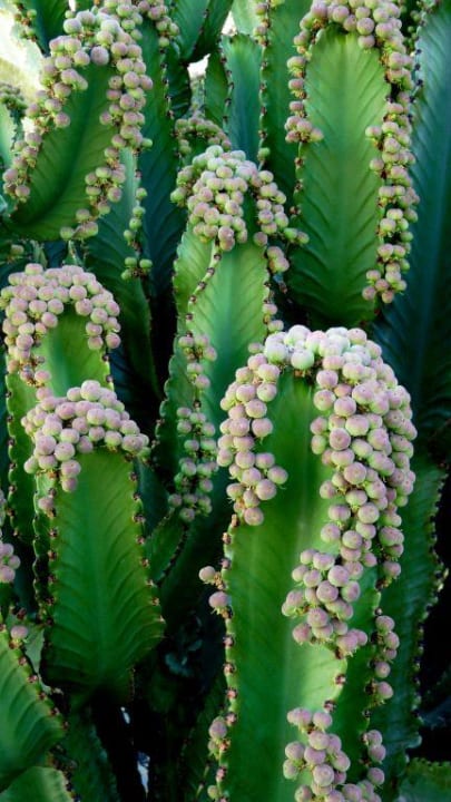 Blühende Riesen Hotel Cordial Mogán Playa