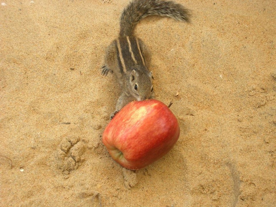 Streifenhörnchen Hotel Jetwing Beach