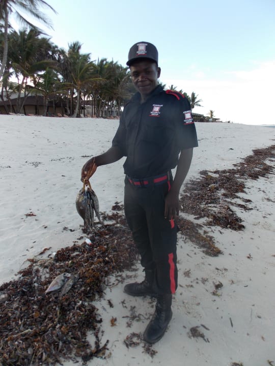 Frischer Fisch Resort Amani Tiwi Beach