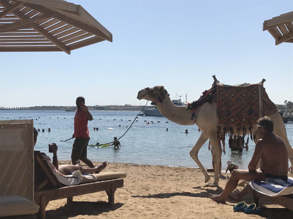 Strand SUNRISE Royal Makadi Resort