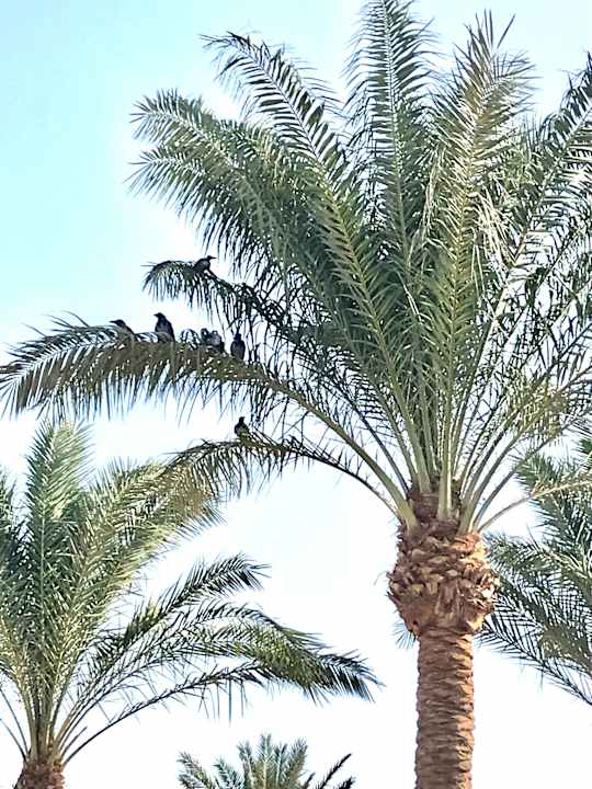 Gartenanlage Sentido Caribbean World Soma Bay