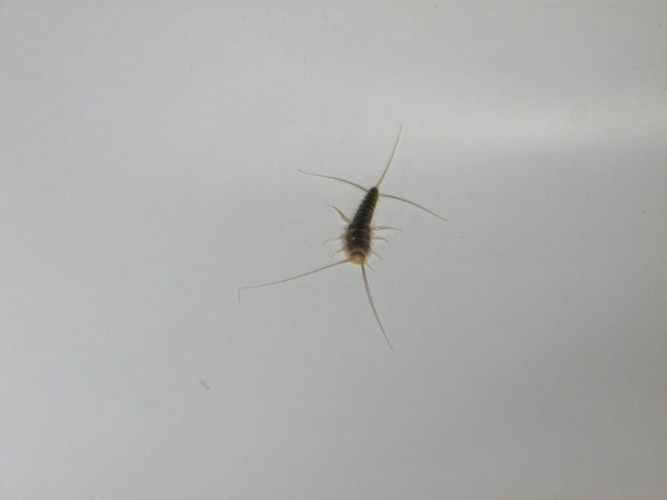 Silberfisch von 2,5 cm Länge in der Badewanne Grupotel Acapulco Playa - Adults Only