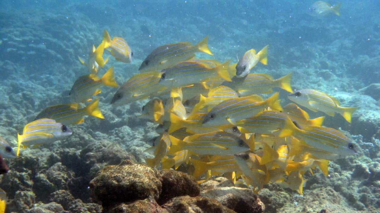 Unter dem Meer Kuramathi Maldives