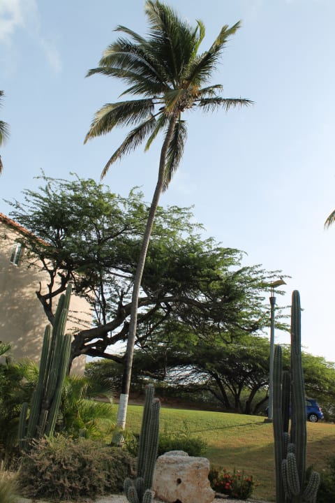 Sonstiges Divi Aruba All Inclusive