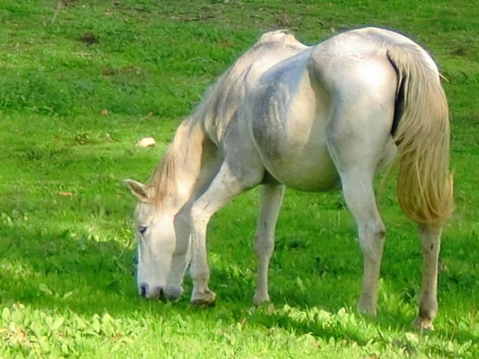 Horseback Riding Quinta da Alcaidaria Mor