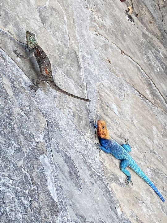 Gartenanlage Bahari Beach Hotel