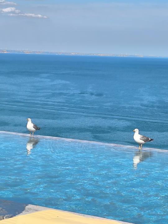 Pool GRIFID Vistamar