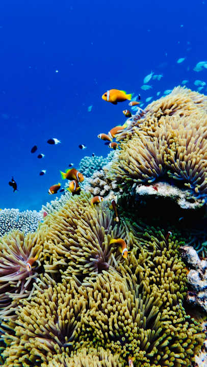 Sport & Freizeit Machchafushi Island Resort & Spa Maldives, The Centara Collection