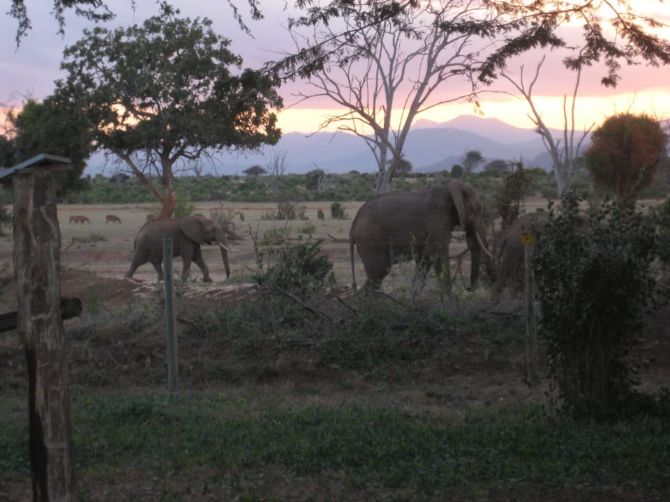 Blick aus dem Zelt Sentrim Tsavo Lodge