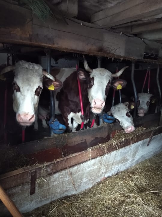 Sonstiges Bauernhof Bernhardenhof