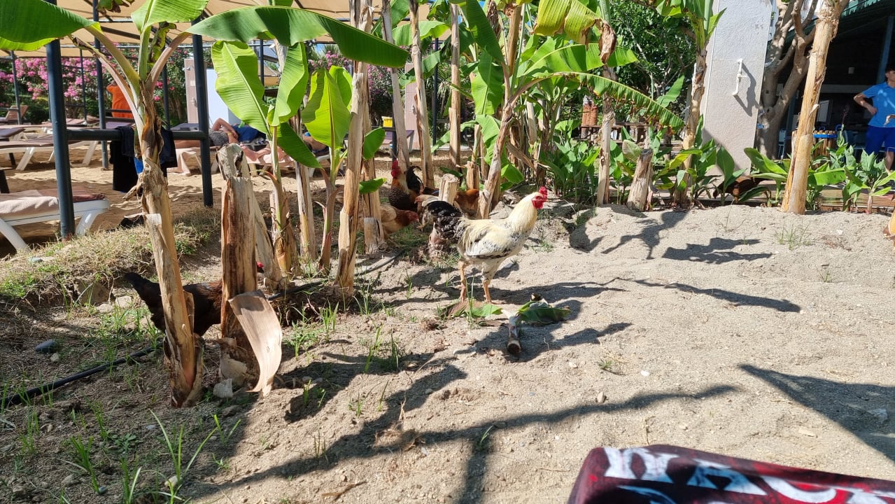 Gartenanlage Telatiye Resort