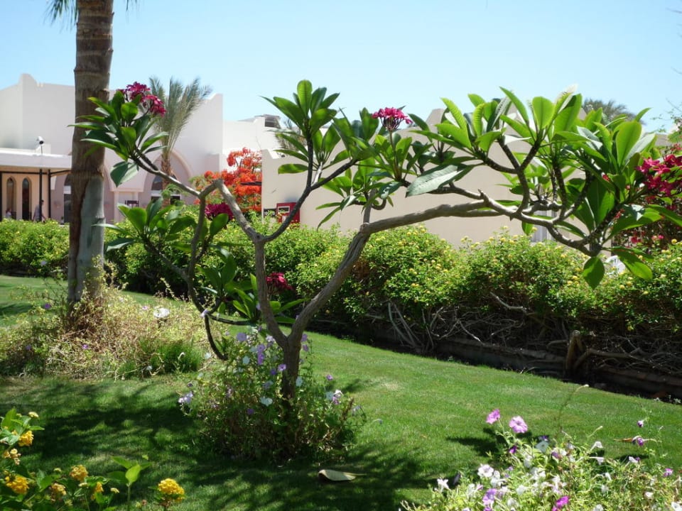 Gartenanlage Reef Oasis Beach Resort