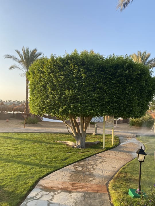 Gartenanlage Steigenberger Coraya Beach - Adults only