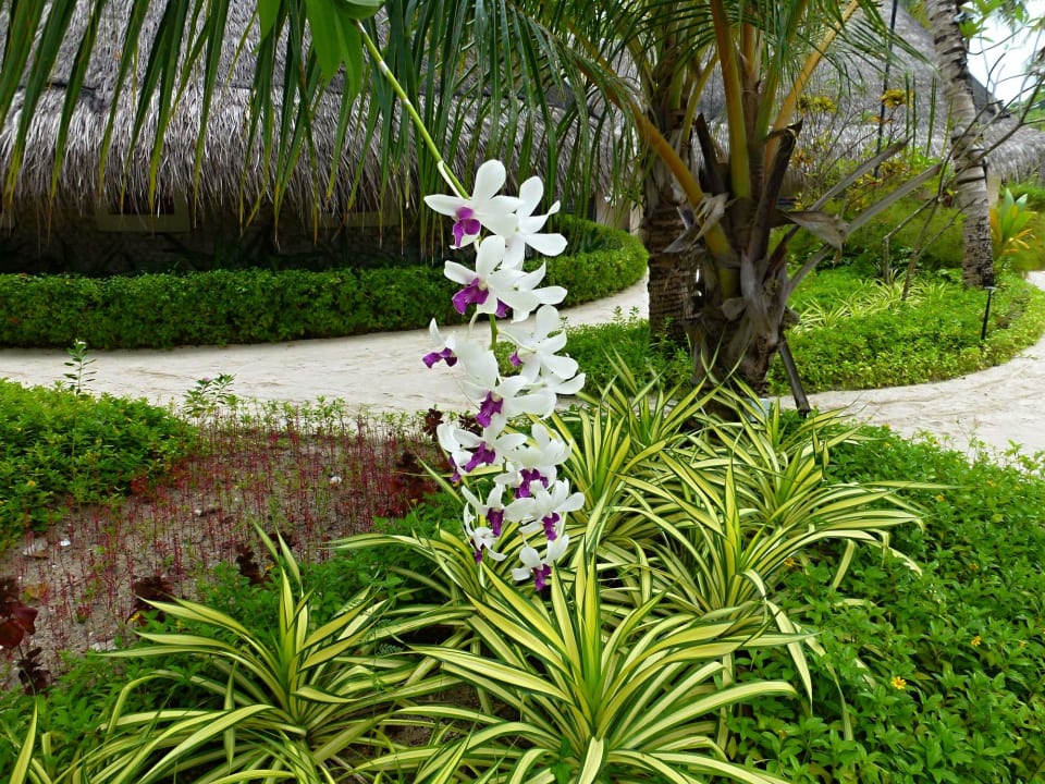 Gartenanlage Kuredu Island Resort & Spa