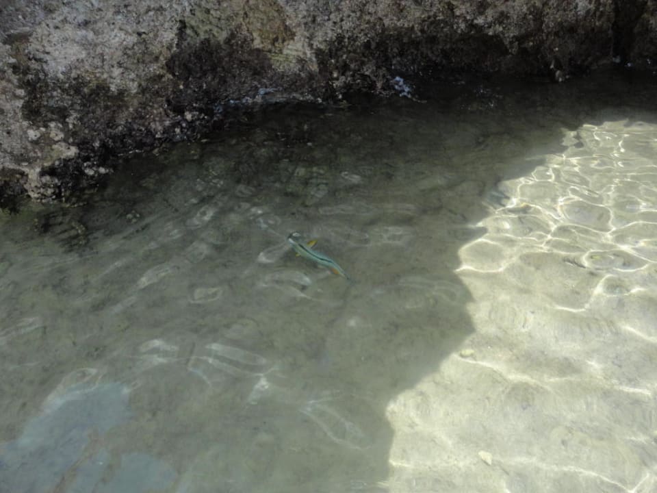 Klarer Strand, ganz viele schöne Fische V Hotel Sharm El Sheikh