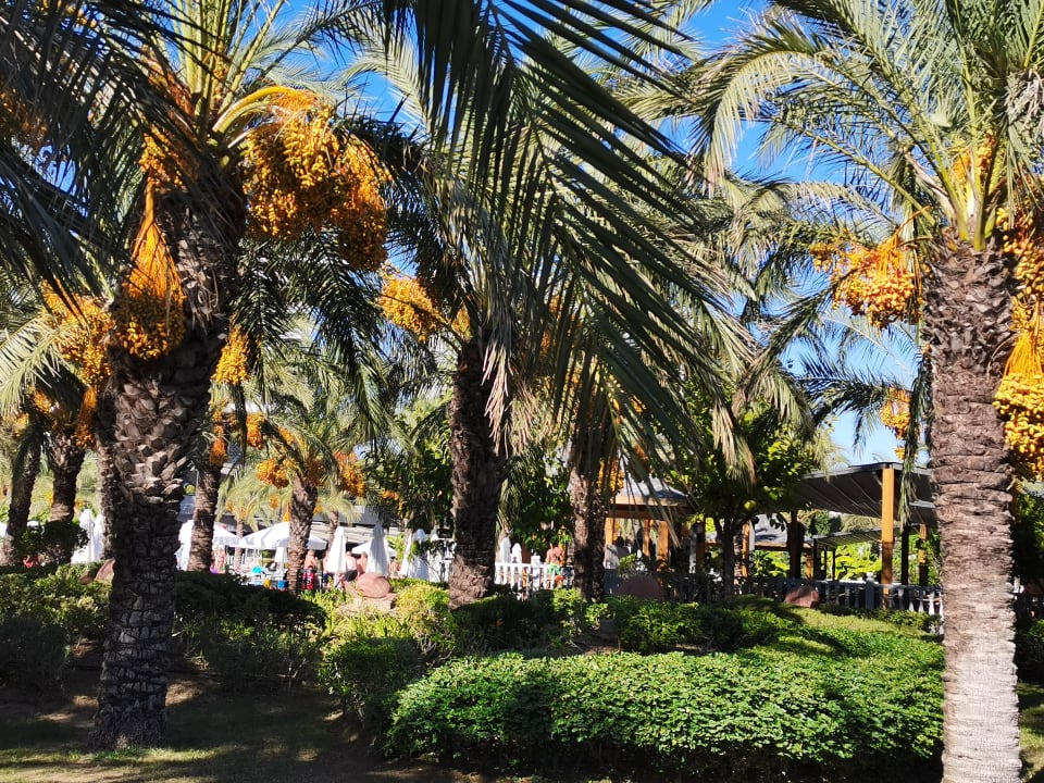 Gartenanlage Royal Wings Hotel