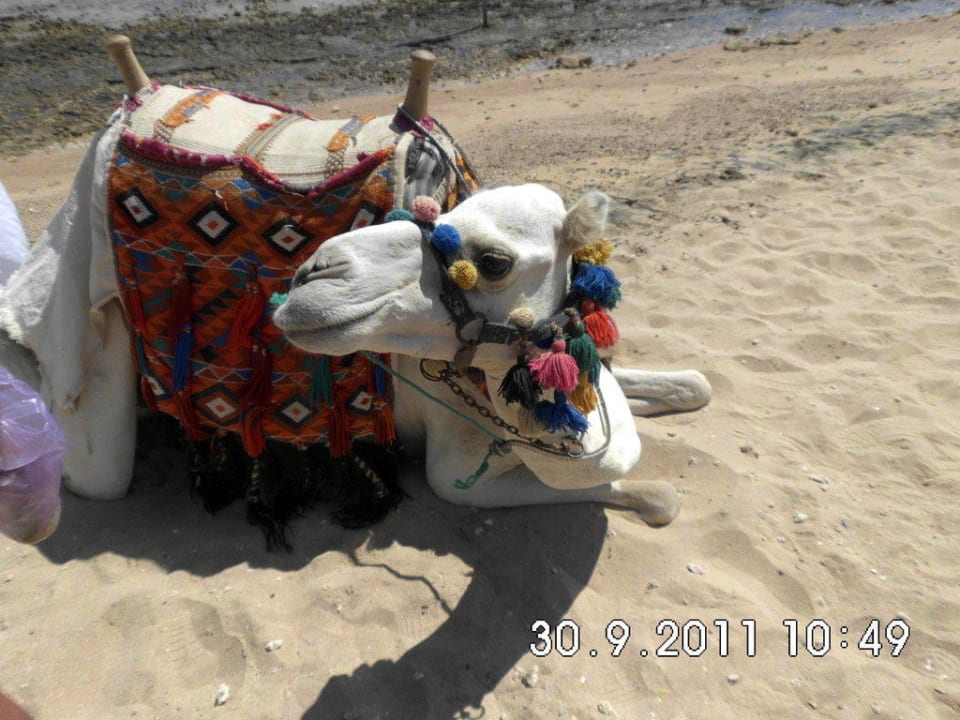 Kamel  " Oskar " , 3 Jahre Makadi Spa - Adults only