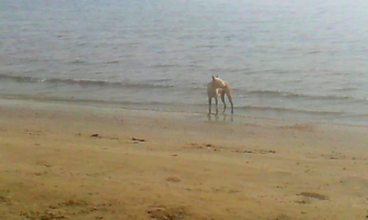 Es gab ein paar Streuner Three Corners Equinox Beach Resort