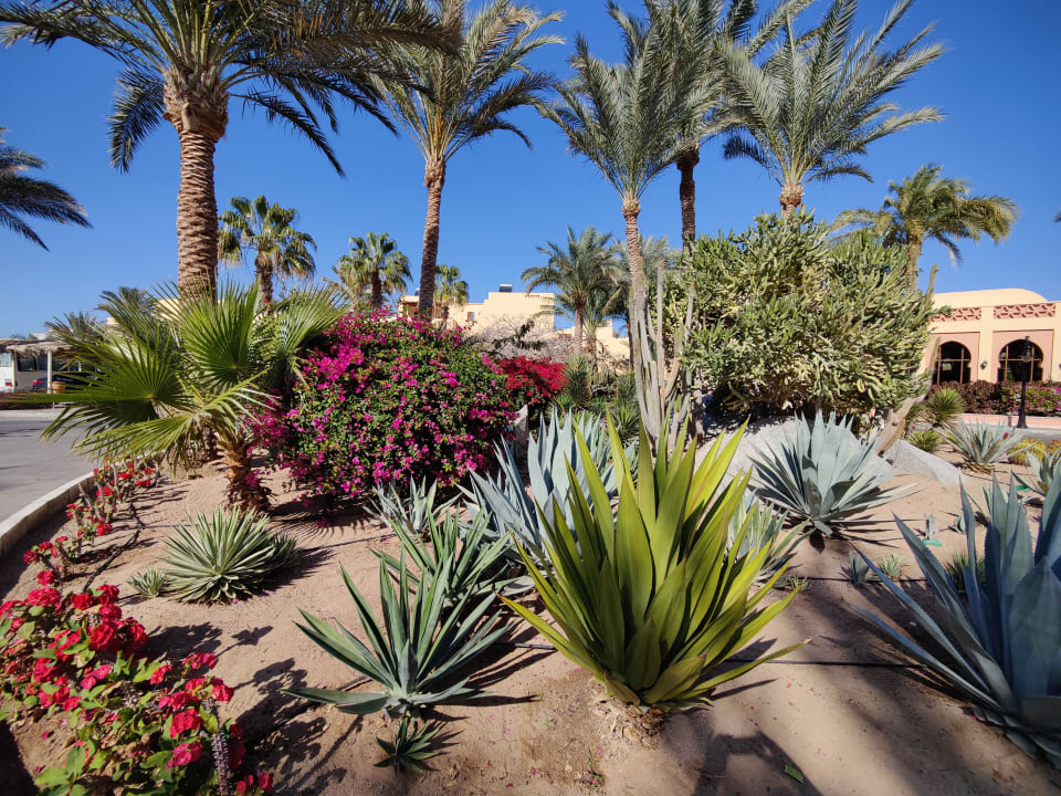 Gartenanlage Steigenberger Coraya Beach - Adults only