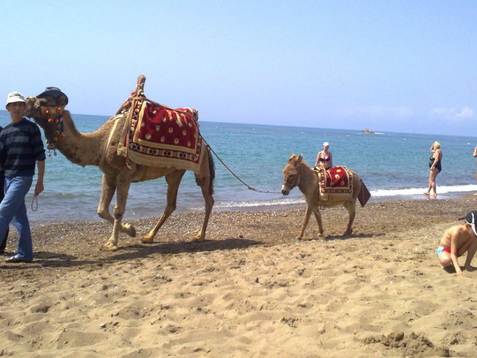 Kamele am Strand Papillon Belvil