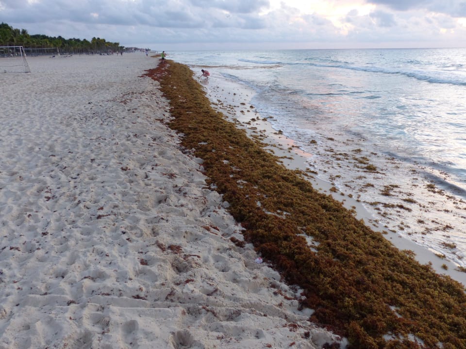 Strandgut wurde angespült Iberostar Waves Tucan