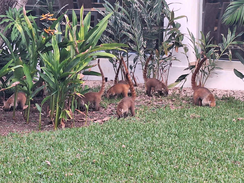 Gartenanlage Hotel Riu Tequila