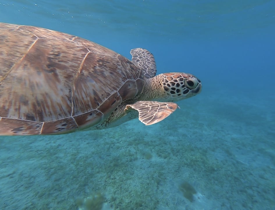 Sport & Freizeit Hotel Gorgonia Beach Resort